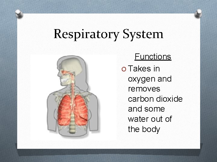 Respiratory System Functions O Takes in oxygen and removes carbon dioxide and some water