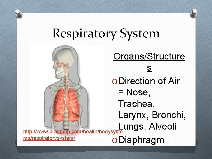 Respiratory System Organs/Structure s O Direction of Air = Nose, Trachea, Larynx, Bronchi, Lungs,