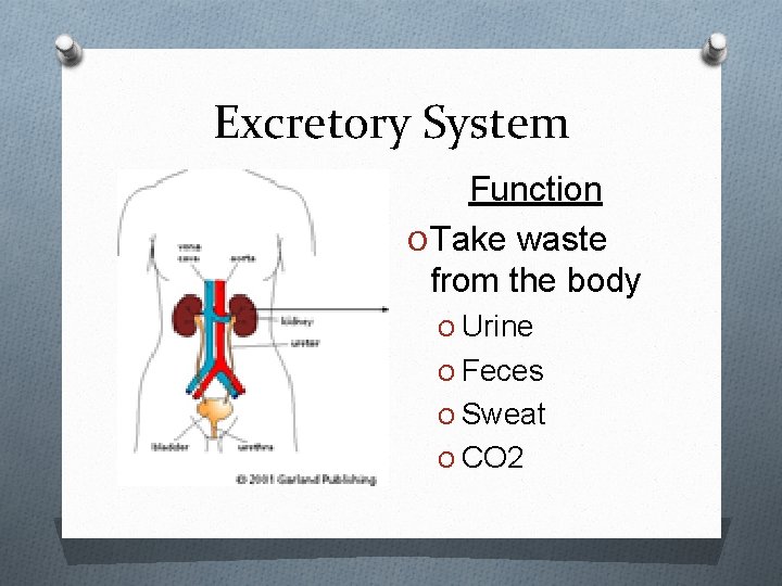 Excretory System Function O Take waste from the body O Urine O Feces O
