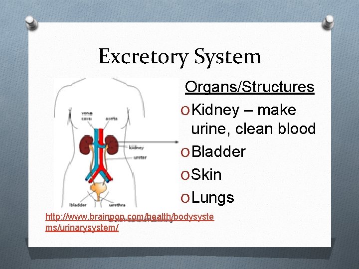 Excretory System Organs/Structures O Kidney – make urine, clean blood O Bladder O Skin