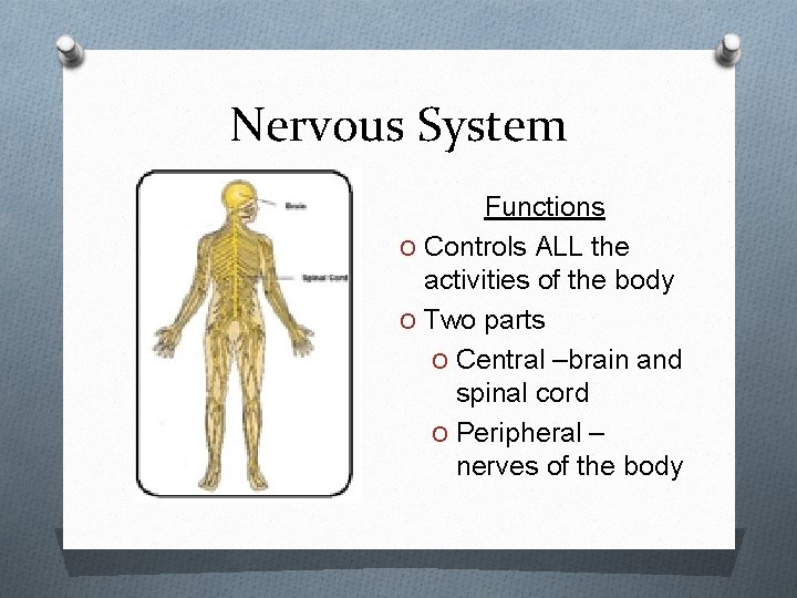 Nervous System Functions O Controls ALL the activities of the body O Two parts