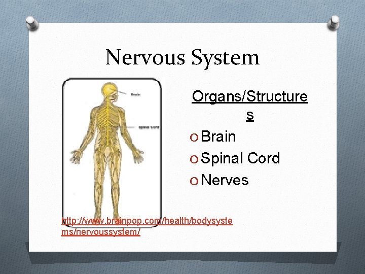 Nervous System Organs/Structure s O Brain O Spinal Cord O Nerves http: //www. brainpop.