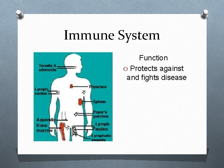 Immune System Function O Protects against and fights disease 
