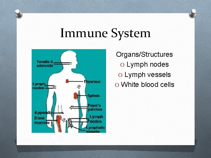 Immune System Organs/Structures O Lymph nodes O Lymph vessels O White blood cells 
