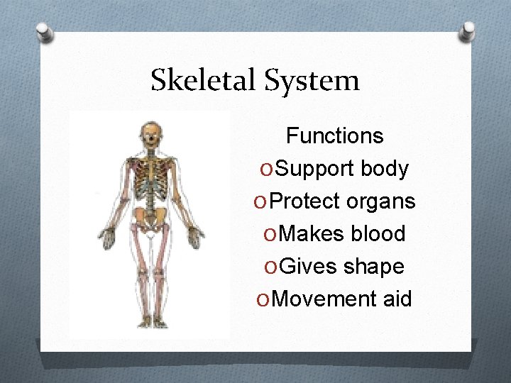 Skeletal System Functions O Support body O Protect organs O Makes blood O Gives