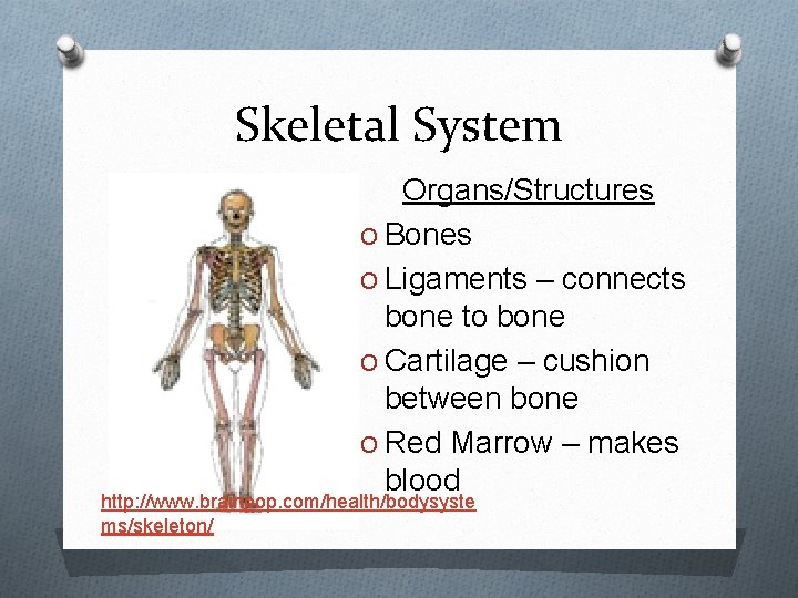 Skeletal System Organs/Structures O Bones O Ligaments – connects bone to bone O Cartilage
