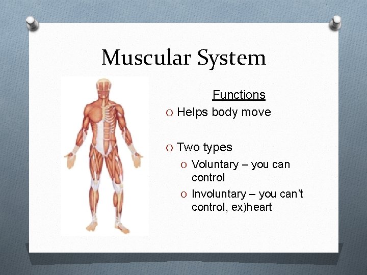 Muscular System Functions O Helps body move O Two types O Voluntary – you