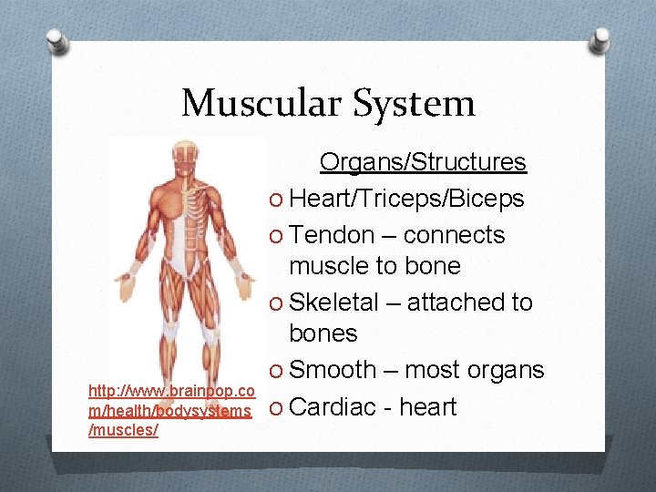 Muscular System http: //www. brainpop. co m/health/bodysystems /muscles/ Organs/Structures O Heart/Triceps/Biceps O Tendon –