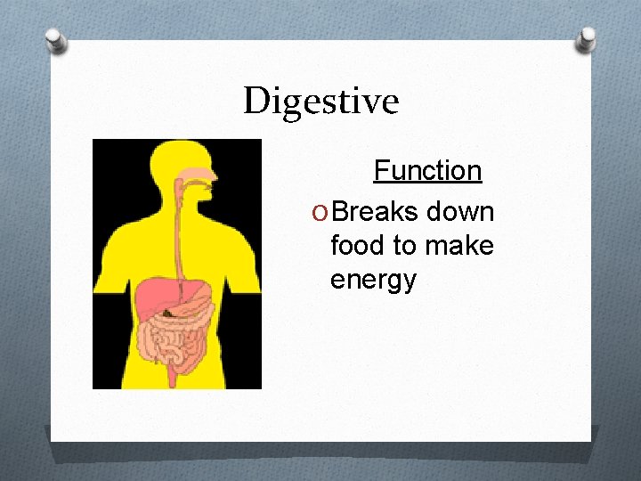 Digestive Function O Breaks down food to make energy 