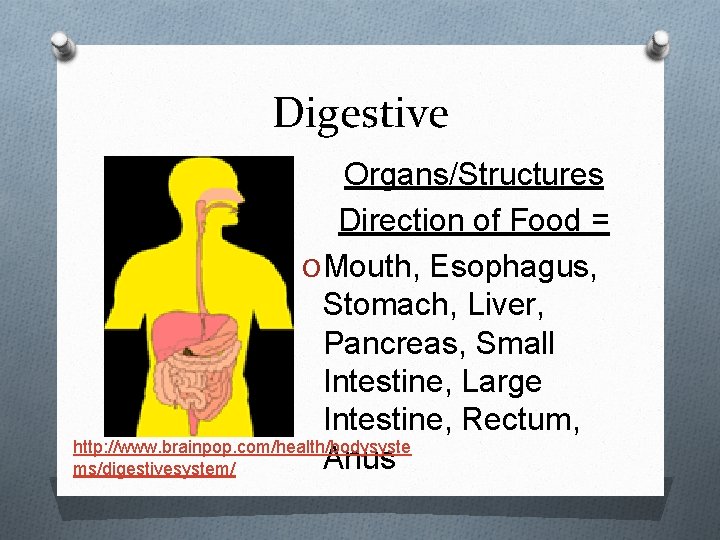 Digestive Organs/Structures Direction of Food = O Mouth, Esophagus, Stomach, Liver, Pancreas, Small Intestine,