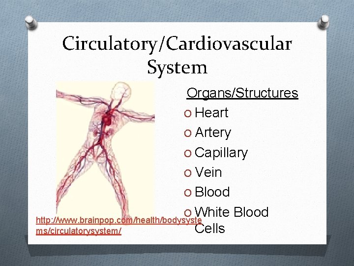 Circulatory/Cardiovascular System Organs/Structures O Heart O Artery O Capillary O Vein O Blood O
