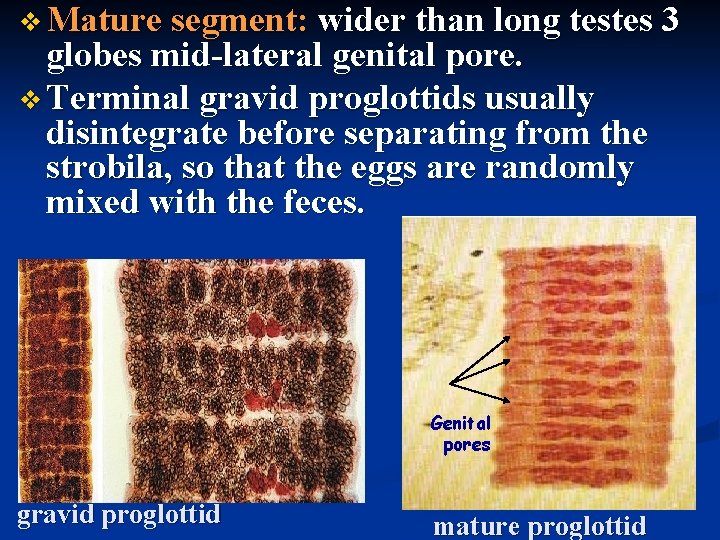 v Mature segment: wider than long testes 3 globes mid-lateral genital pore. v Terminal