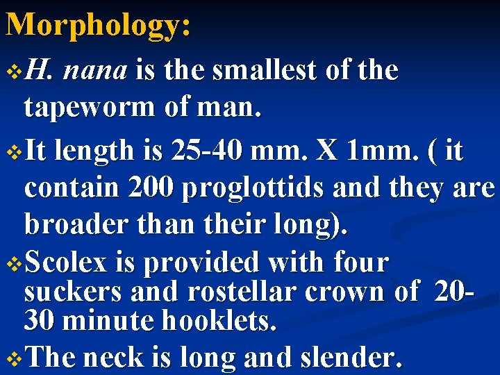 Morphology: v. H. nana is the smallest of the tapeworm of man. v. It