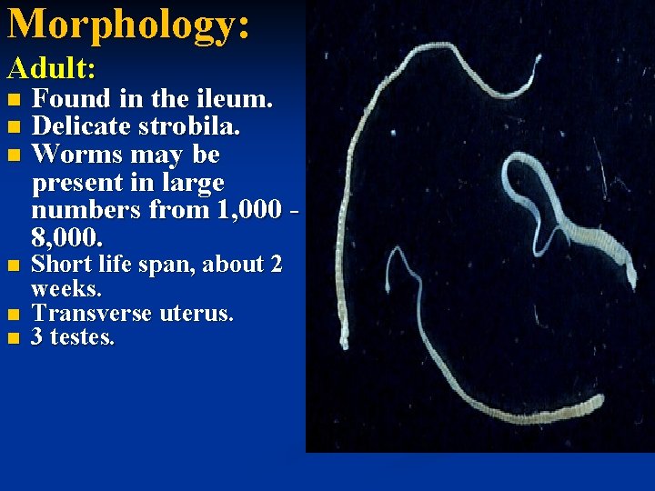 Morphology: Adult: n n n Found in the ileum. Delicate strobila. Worms may be