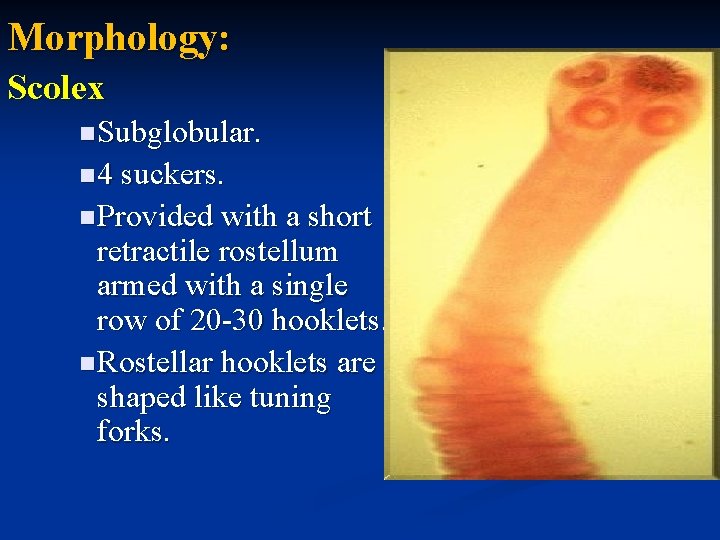 Morphology: Scolex n Subglobular. n 4 suckers. n Provided with a short retractile rostellum