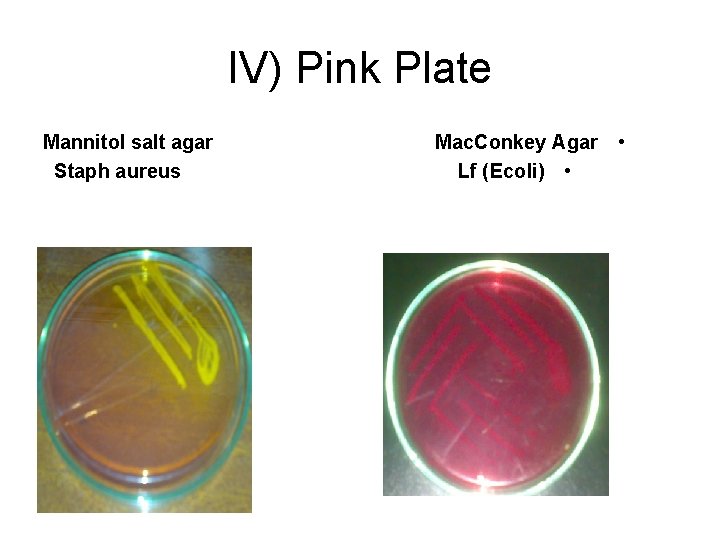 IV) Pink Plate Mannitol salt agar Staph aureus Mac. Conkey Agar • Lf (