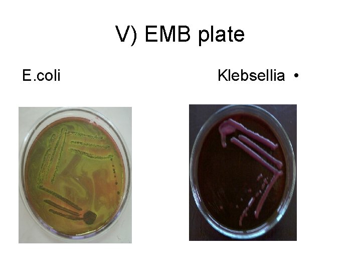 V) EMB plate E. coli Klebsellia • 