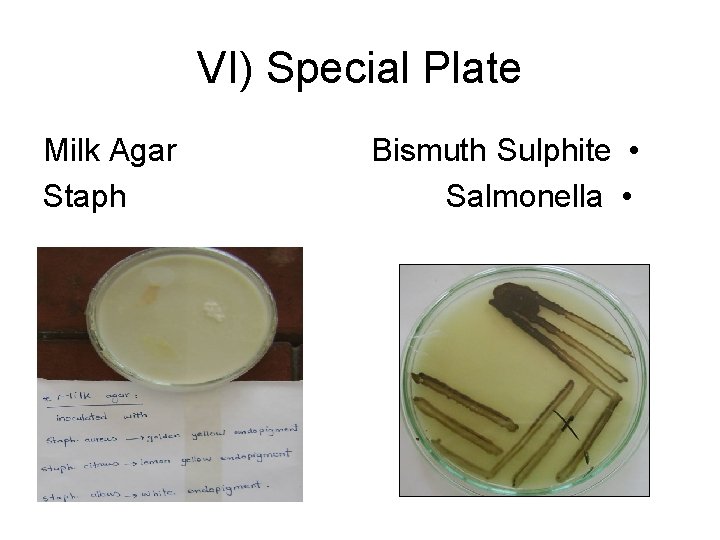 VI) Special Plate Milk Agar Staph Bismuth Sulphite • Salmonella • 