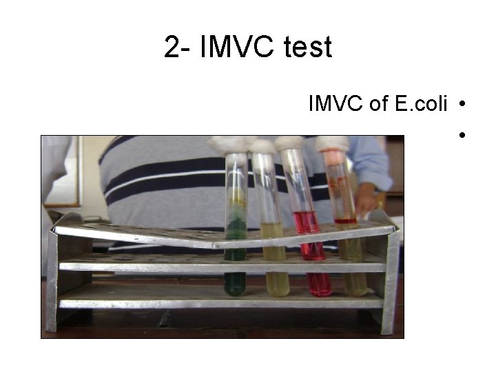 2 - IMVC test IMVC of E. coli • • 