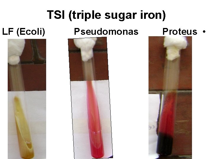 TSI (triple sugar iron) LF (Ecoli) Pseudomonas Proteus • 