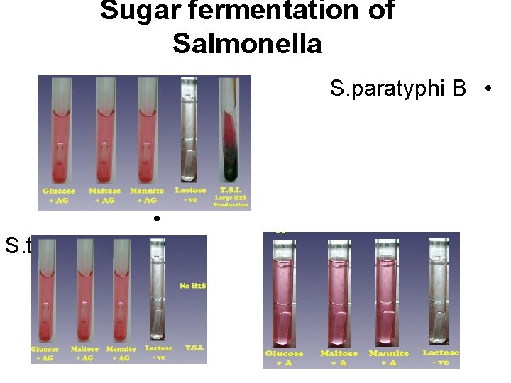 Sugar fermentation of Salmonella S. paratyphi B • • S. typhi 