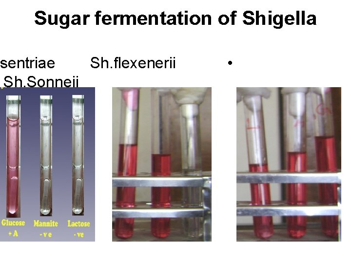 Sugar fermentation of Shigella ysentriae Sh. flexenerii Sh. Sonneii • 