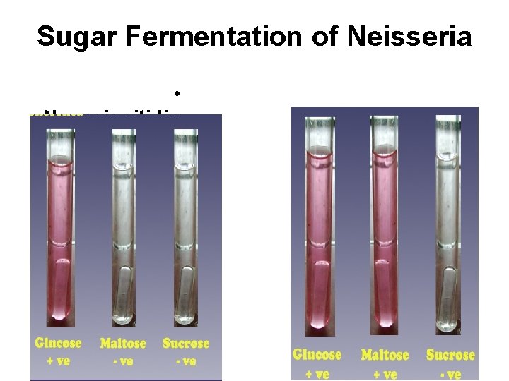 Sugar Fermentation of Neisseria • N. meningitidis 