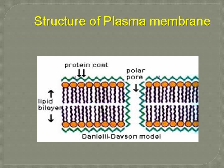 Structure of Plasma membrane 