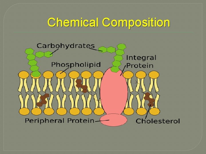 Chemical Composition 