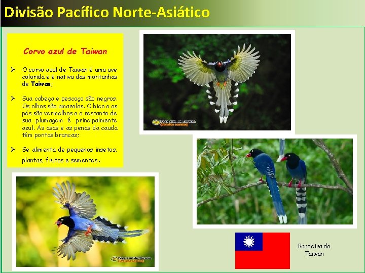 Divisão Pacífico Norte-Asiático Corvo azul de Taiwan Ø O corvo azul de Taiwan é