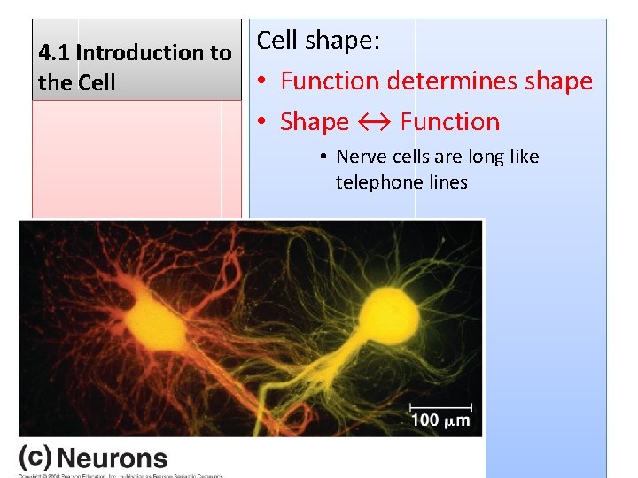 Cell shape: 4. 1 Introduction to • Function determines shape the Cell • Shape