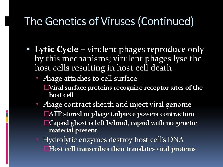 The Genetics of Viruses (Continued) Lytic Cycle – virulent phages reproduce only by this