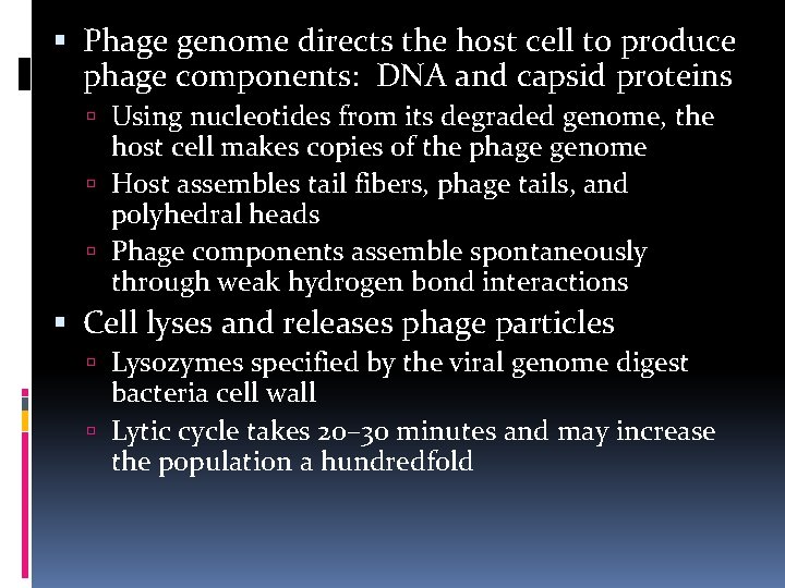  Phage genome directs the host cell to produce phage components: DNA and capsid