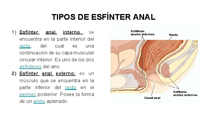 TIPOS DE ESFÍNTER ANAL 1) Esfínter anal interno: se encuentra en la parte interior