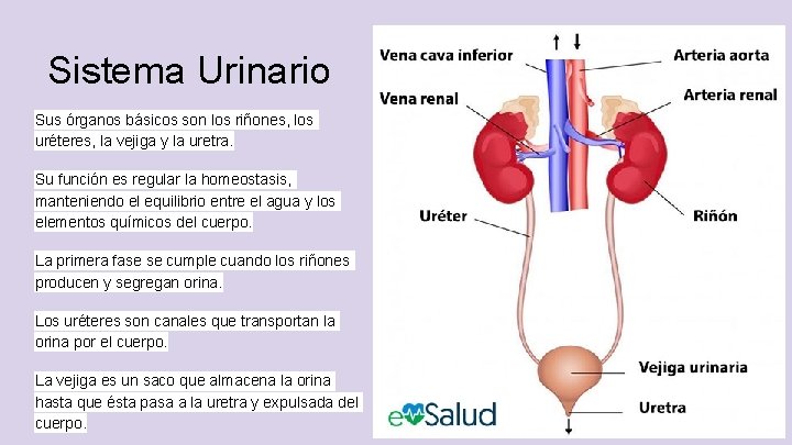 Sistema Urinario Sus órganos básicos son los riñones, los uréteres, la vejiga y la