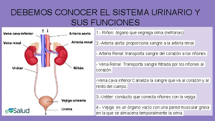 DEBEMOS CONOCER EL SISTEMA URINARIO Y SUS FUNCIONES 1. - Riñon: órgano que segrega