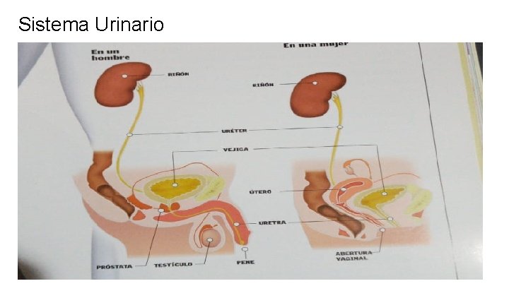 Sistema Urinario 