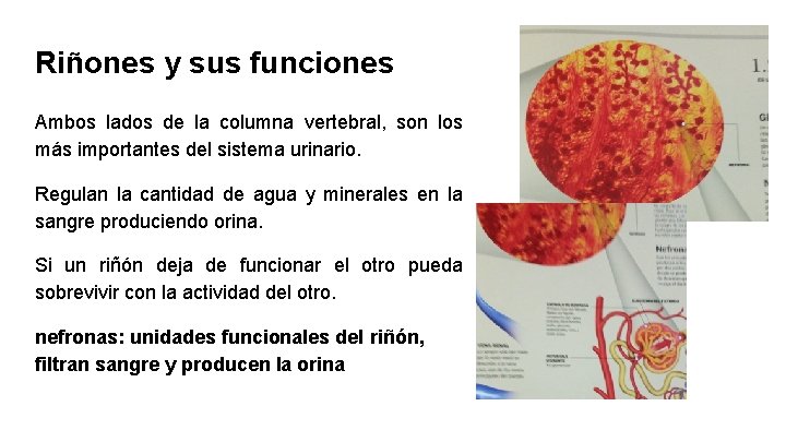 Riñones y sus funciones Ambos lados de la columna vertebral, son los más importantes