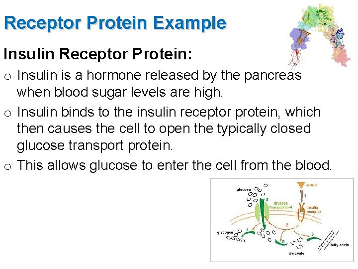 Receptor Protein Example Insulin Receptor Protein: o Insulin is a hormone released by the
