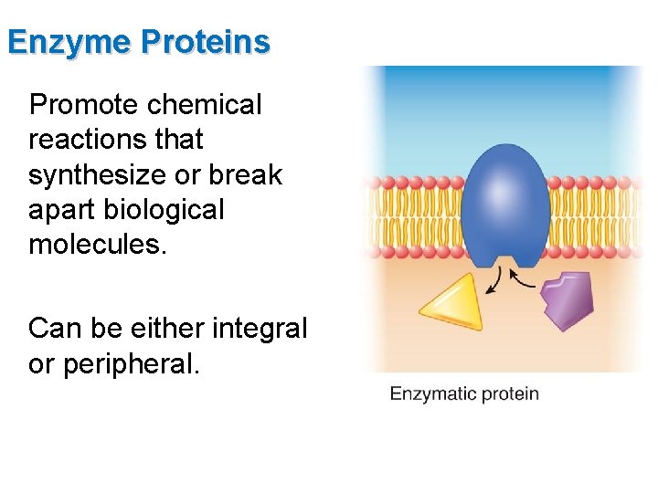 Enzyme Proteins Promote chemical reactions that synthesize or break apart biological molecules. Can be