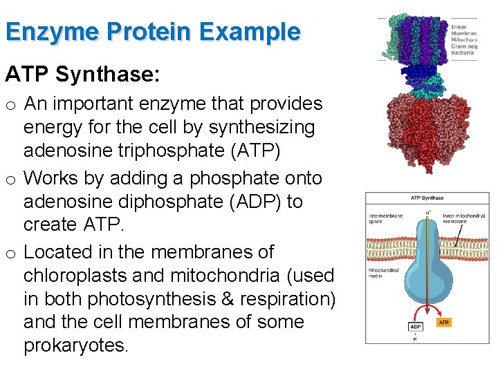 Enzyme Protein Example ATP Synthase: o An important enzyme that provides energy for the