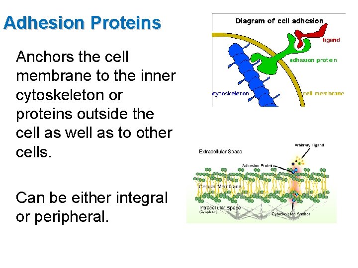 Adhesion Proteins Anchors the cell membrane to the inner cytoskeleton or proteins outside the