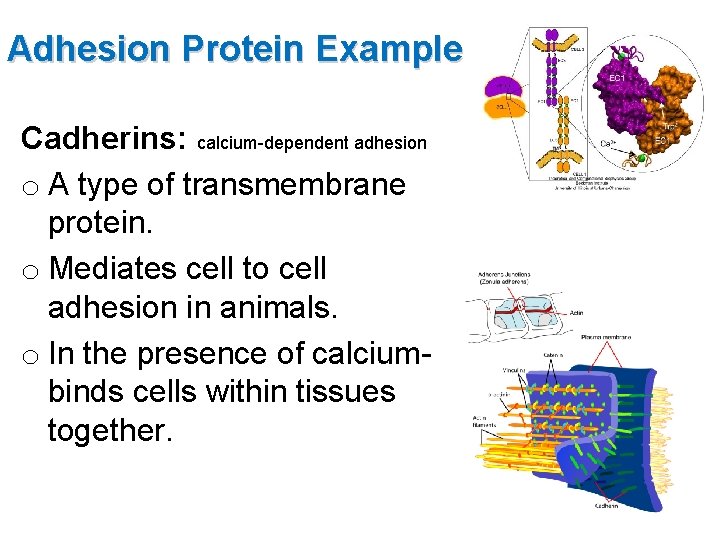 Adhesion Protein Example Cadherins: calcium-dependent adhesion o A type of transmembrane protein. o Mediates