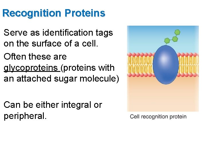 Recognition Proteins Serve as identification tags on the surface of a cell. Often these