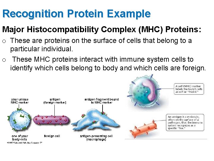 Recognition Protein Example Major Histocompatibility Complex (MHC) Proteins: o These are proteins on the