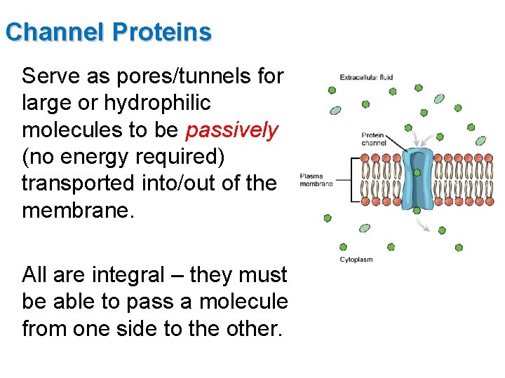 Channel Proteins Serve as pores/tunnels for large or hydrophilic molecules to be passively (no