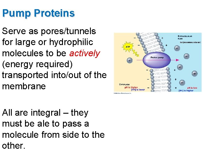 Pump Proteins Serve as pores/tunnels for large or hydrophilic molecules to be actively (energy