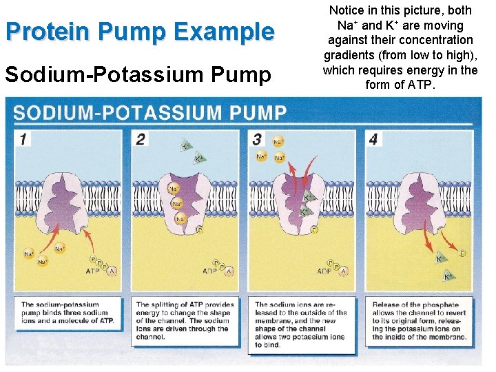 Protein Pump Example Sodium-Potassium Pump Notice in this picture, both Na+ and K+ are