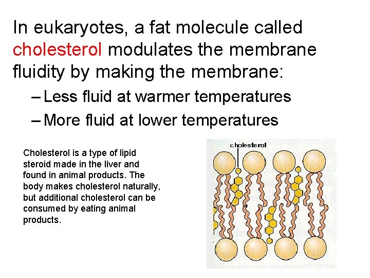 In eukaryotes, a fat molecule called cholesterol modulates the membrane fluidity by making the