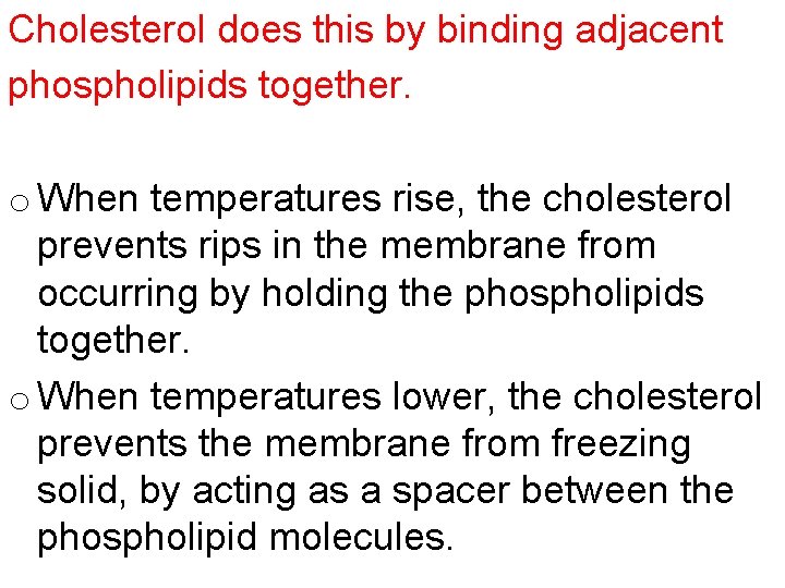Cholesterol does this by binding adjacent phospholipids together. o When temperatures rise, the cholesterol